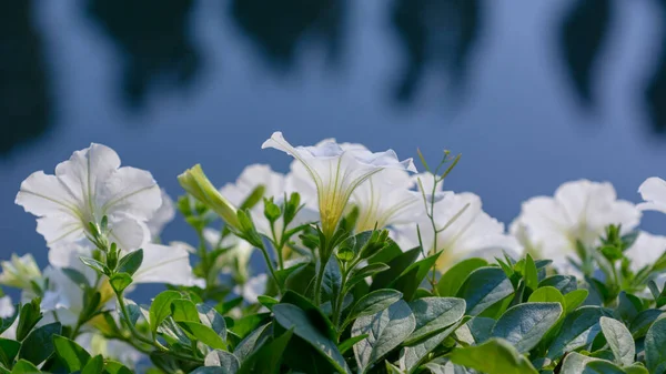 Όμορφο Φρέσκο Λευκό Λουλούδι Πετούνια Αντανακλά Πρωινό Φως Του Ήλιου — Φωτογραφία Αρχείου