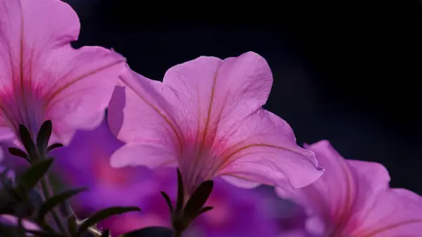 Skönhet Rosa Blommor Mörk Bakgrund — Stockfoto