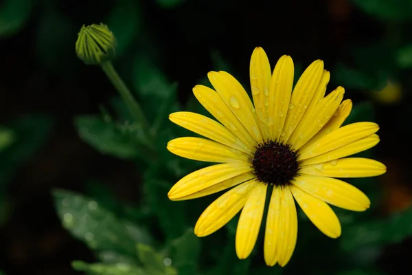 Zamknij Żółty Kwiat Cape Marguerite Tle Natury — Zdjęcie stockowe