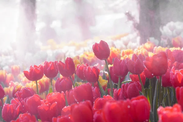 Πολύχρωμα Λουλούδια Τουλίπας Στην Ομίχλη Του Νερού Ενάντια Στο Πρωινό — Φωτογραφία Αρχείου