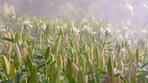 Πεδίο Λουλούδι Κρίνου Έτοιμο Ανθίσει Στο Πρωινό Φως Του Ήλιου Εικόνα Αρχείου