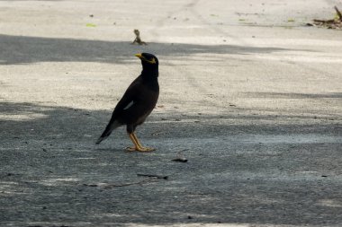 Güneş ışığında beton yolda yiyecek arayan siyah karga..