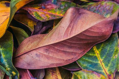 Arkaplan için renkli tropik sonbahar yaprakları dokusu.