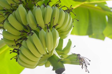 Beyaz arkaplanda taze yeşil muz demeti.