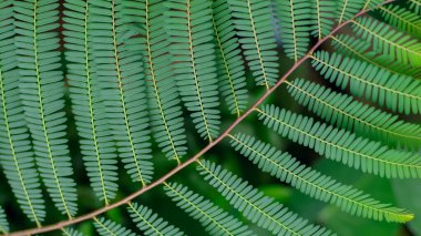 Phyllanthus emblica. Doğal yeşil arka planda tropik yeşil yapraklar.