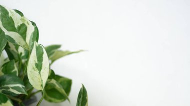 Beyaz arkaplanda karikatür bitkisi izole.