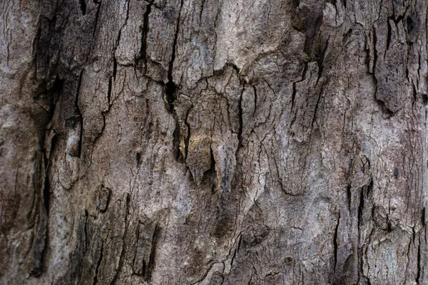 粗面褐色树皮质地为背景 — 图库照片