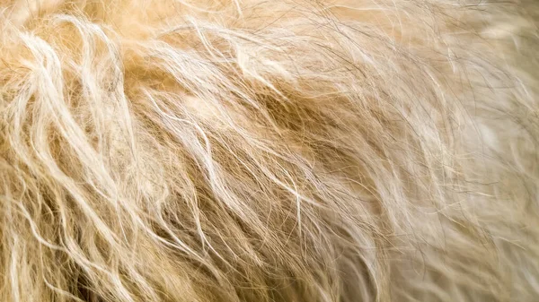Piękny Puszysty Brązowy Pies Włosy Zamknąć Pełną Ramkę — Zdjęcie stockowe