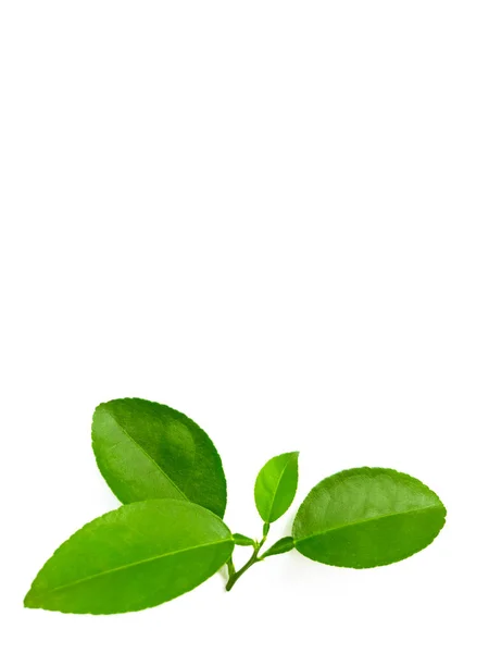 Fresh Green Lemon Leaves Isolated White Background — Stock Photo, Image