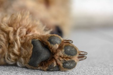 Genç kahverengi kaniş köpek pençesi Yaklaş.