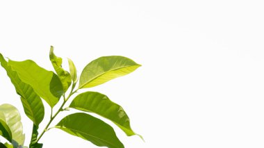 Taze yeşil tropikal yapraklar beyaz arkaplanda izole.