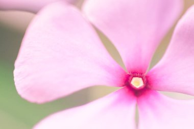 Cape Periwinkle pembe çiçeğinin Macro karesi.
