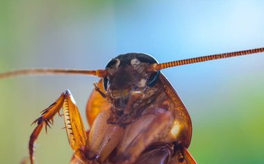Hamamböceğinin doğal ışık üzerindeki makro görüntüsü bulanık arkaplan.