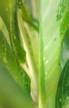 Doğanın yeşil yaprak arka planını kapatın. Makrofotoğrafçılık.