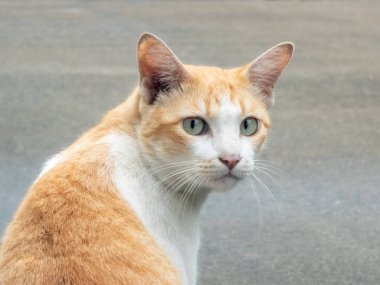 Doğal ışık arka planında genç kahverengi kedi resmi.