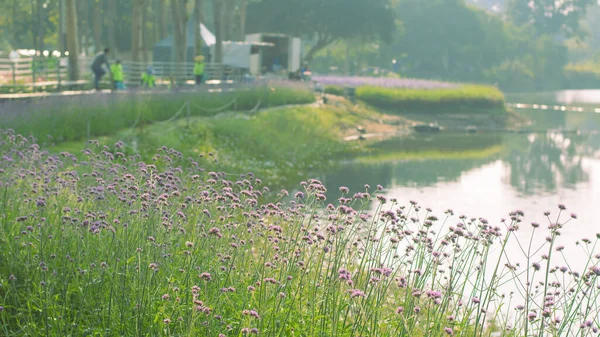 Field of purple verbena flowers along river bank in morning sun.
