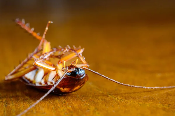 Ahşap Zemin Üzerinde Ölü Hamamböceği Stok Fotoğraf