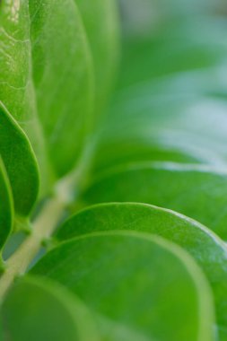 Yeşil yaprak bitkisinin yakın plan çekimi.