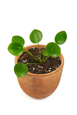 Pilea beyaz arkaplanda izole edildi.