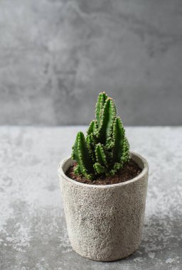 Taş yüzeyde taş bir tencerede kaktüs.