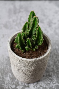 Taş yüzeyde taş bir tencerede kaktüs.