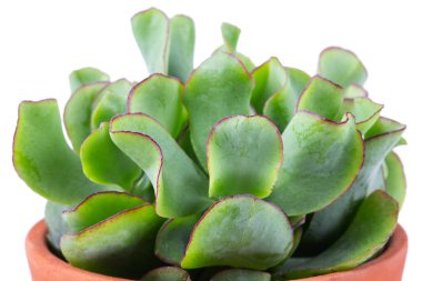 Beyaz arkaplanda izole edilmiş bir tencerede yeşim taşlı Crassula