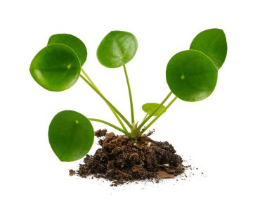 Pilea beyaz arkaplanda izole edildi. 