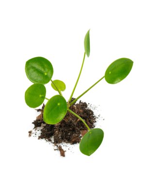 Pilea beyaz arkaplanda izole edildi. 