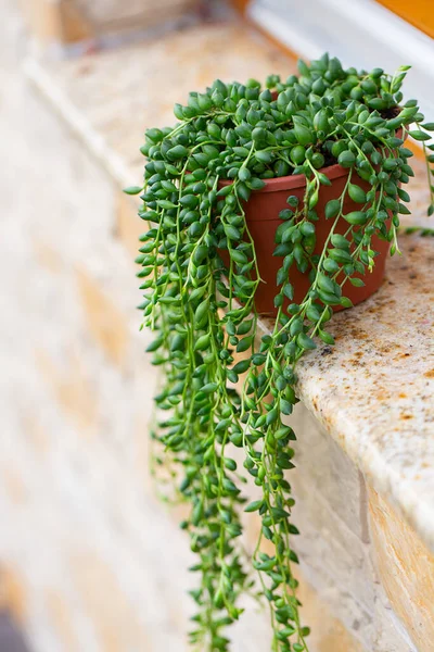 stock image Pearl of strings plant growing