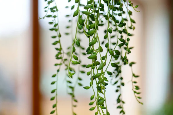 Pearl Strings Plant Growing — Stock Photo, Image