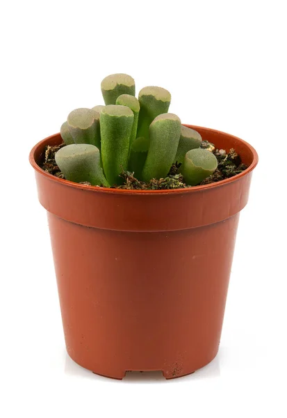 Frithia Pulchra Baby Toes Planta Suculenta Cactus Aislada Sobre Fondo — Foto de Stock