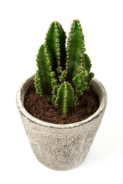 Cactus Una Maceta Piedra Aislada Sobre Fondo Blanco — Foto de Stock