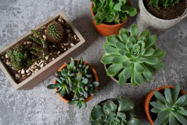 Gri yüzeyde çeşitli sulu bitkiler var. Metnin için boş boşluk.