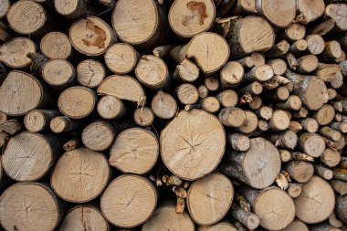 Stacked loggs of fire wood texture background.  Close up. Round loggs. 