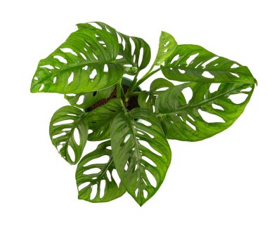 Monstera adansonii beyaz arka planda izole edildi. Üst görünüm.