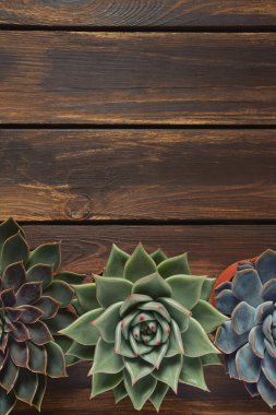 Güzel echeveria sulu çeşitleri ahşap yüzeyde izole edilmiştir.