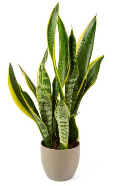 Sansevieria trifasciata beyaz arka planda izole edilmiş. Yılan bitkisi beyaz arkaplanda izole edildi.