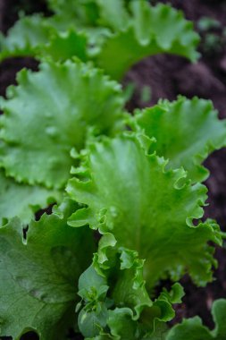 Camdan evde büyüyen kıvırcık marul