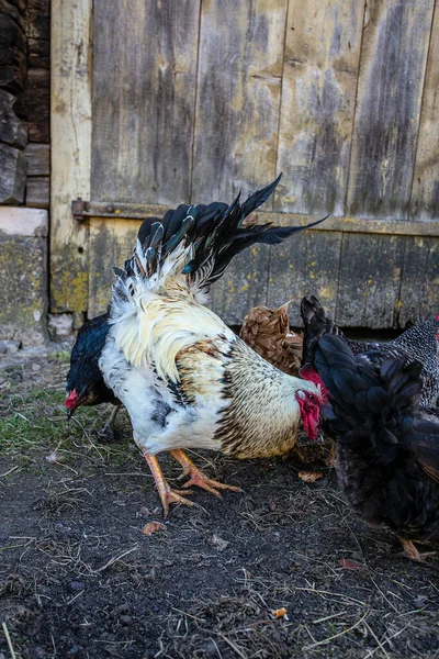 Курица Цыплята Сельской Местности — стоковое фото