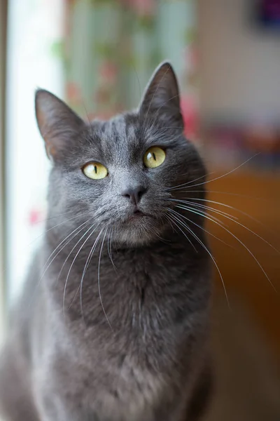 Vacker Grå Katt Tittar Kameran — Stockfoto