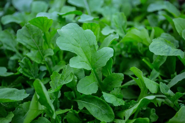 Rucola Growing Green House — Stock Photo, Image