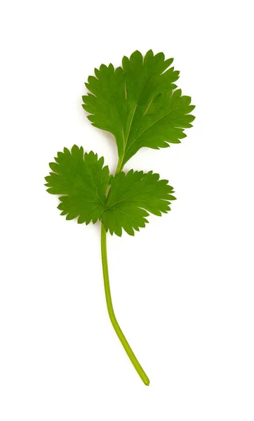 Fresh Coriander Leaf Isolated White Background Top View — Stock Photo, Image