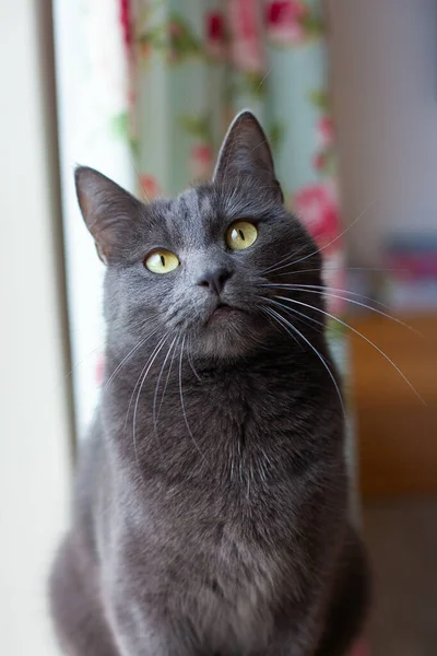 Krásná Šedá Kočka Dívá Kamery — Stock fotografie