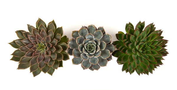 Beautiful Echeveria Succulent Assortment Isolated White Background Top View Stock Image