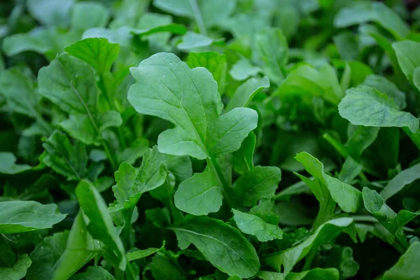 Rucola Growing Green House Stock Picture