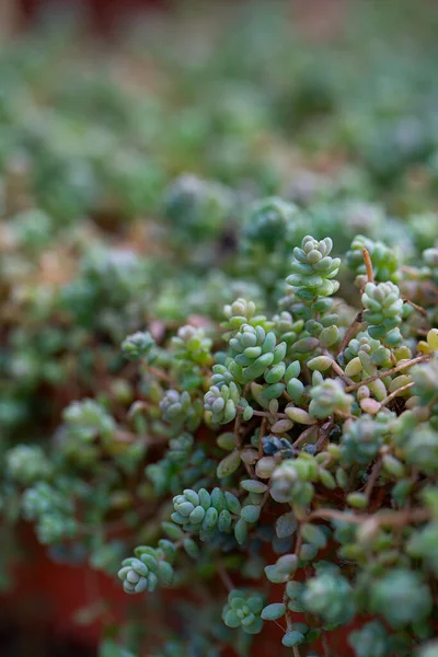 Korsische Steinkraut Sedum Dasyphyllum Wächst Sukkulentem Garten Stockbild