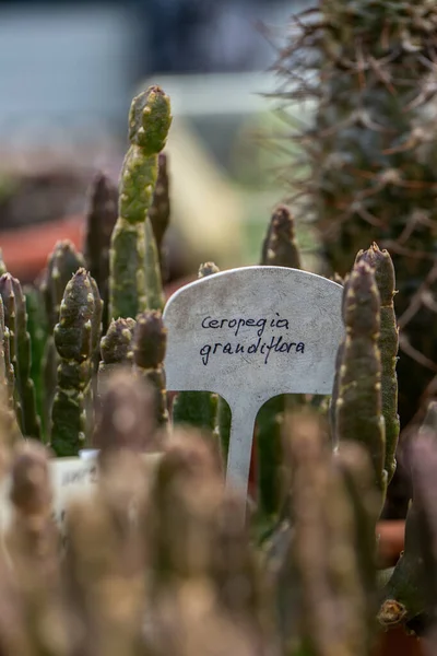 Botanikus Kertben Termesztett Ceropegia Grandiflora Tengeri Csillag Kaktusz Stock Kép