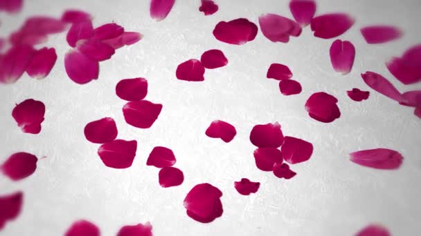 Okvětní Lístky Červené Růže Bílém Pozadí Láska Valentýn — Stock video