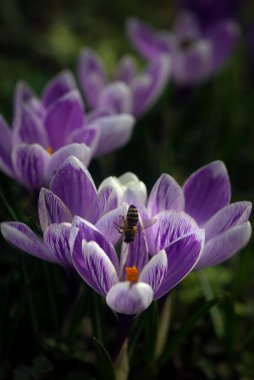 Crocus 'lu güzel bir çimenlik. Baharın ilk çiçeği. Beyaz karaçam. Safran seçimi, çiçeklerin üretimi. Bahçedeki narin çiçek safranı..