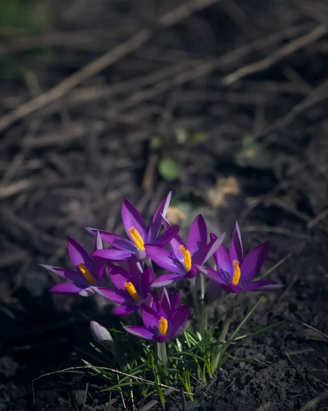 蜜蜂采蜜 紫色选择的作物 番红花 乌克兰人草原上的紫色番红花 藏红花 报春花的布什 花红花 暗色背景下的红花 — 图库照片